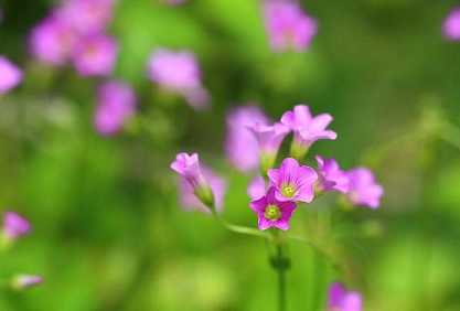 读诵妙法莲华经观世音菩萨普门品