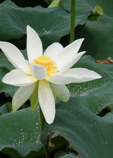 开林法师往生纪实