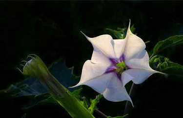 赵荣芳居士往生纪实