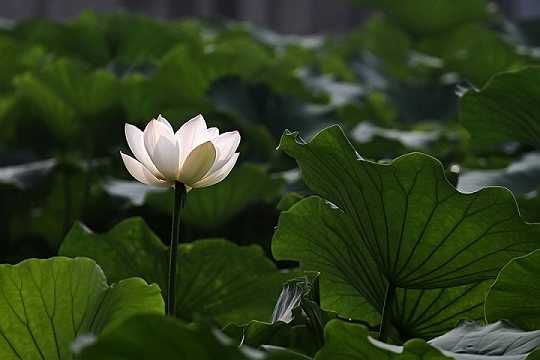 佛说观无量寿经白话文