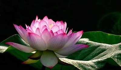 药师经及回向文
