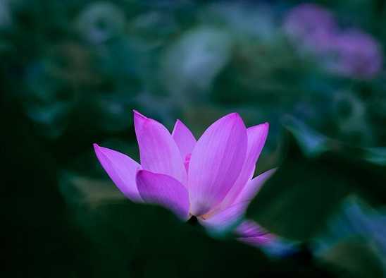 莲师心咒修法仪规视频
