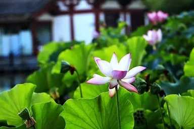 佛说观无量寿经读诵