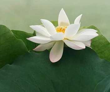 念药师经必须吃素么