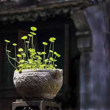 文殊心咒语