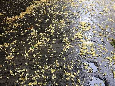 念金刚经300遍求财感应