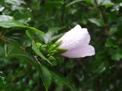 诵读药师经益处