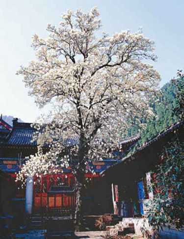消消灾吉祥神咒念诵