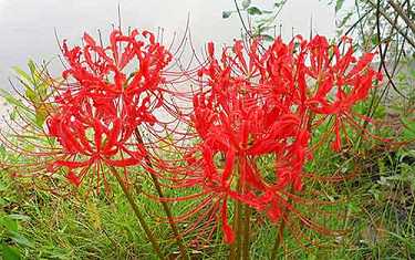 地母招财神咒